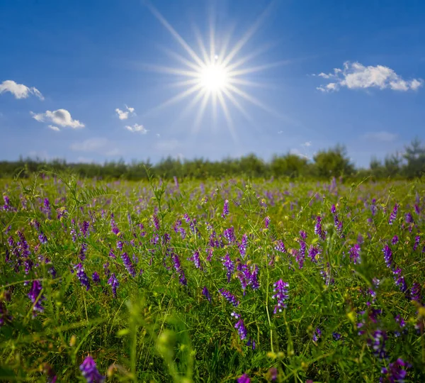 Prateria Estiva Verde Con Fiori Nella Giornata Sole — Foto Stock