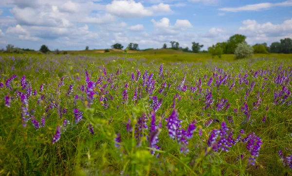 Closeup Green Prairie Flowers Summer Day — Stock Photo, Image