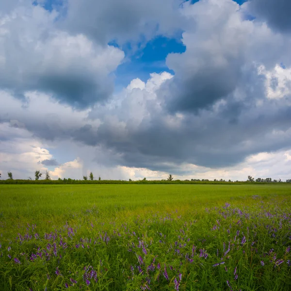 Grüne Sommerprärie Mit Blumen Unter Einem Dicht Bewölkten Himmel — Stockfoto