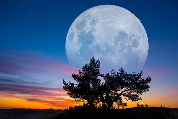 Volle Maan Oprijzend Het Dennenboom Silhouet Dramatische Hemel — Stockfoto