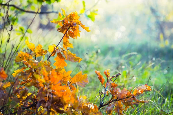 在阳光下的特写红橡树 自然秋天的风景 — 图库照片