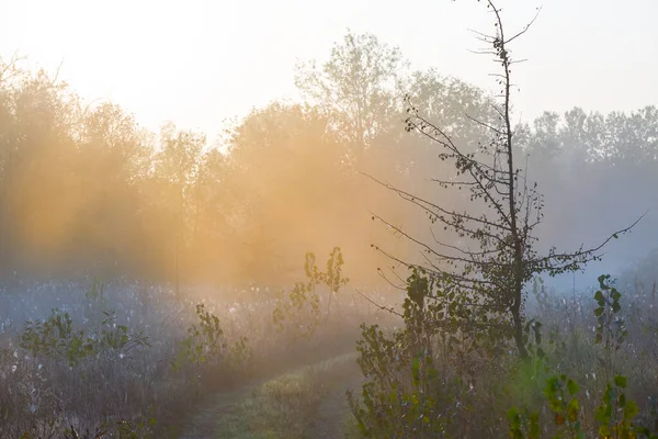 Forêt Été Clairière Dans Brume Bleue Petit Matin — Photo