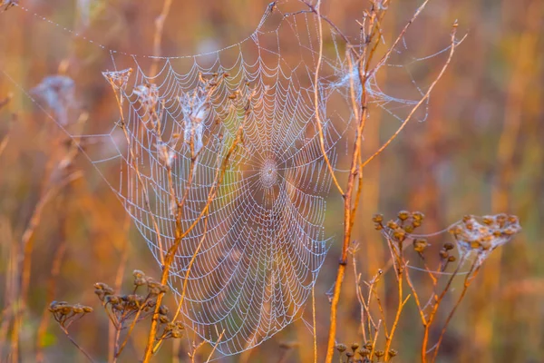Closeup Wet Spider Web Prairie Natural Wild Animal Background — Stock Photo, Image