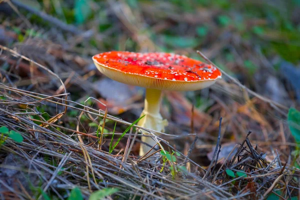 Detailní Červená Muchomůrka Lese Dobré Přirozené Forsef Pozadí — Stock fotografie