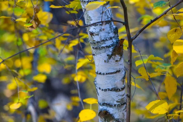 Sonbahar Ormanında Huş Ağacı Fıçısını Kapatın — Stok fotoğraf