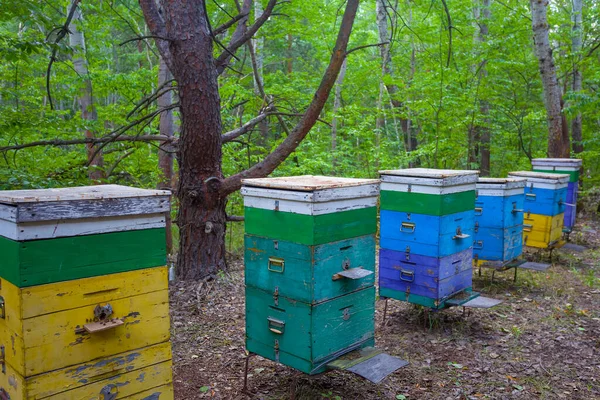 Bee Hive Plantation Summer Forest — Stock Photo, Image