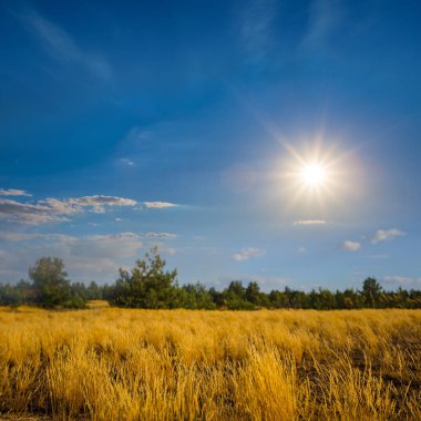 Sakin yaz akşamında yaz çayırlarında