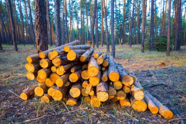 Çam ağacı kütüğü yığını ormanda, ormanların yok edilmesi kereste endüstrisi sahnesinde yatıyor.
