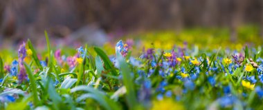 Çiçeklerle dolu güzel bir orman, güzel doğal bir arka plan.