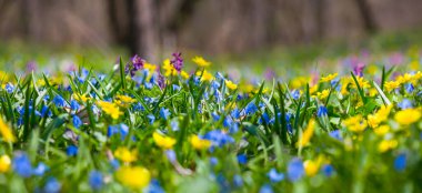 Çiçeklerle dolu güzel bir orman, güzel doğal bir arka plan.