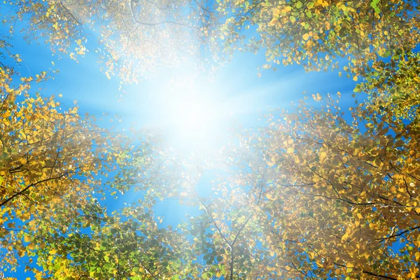 輝く太陽が赤い秋の木を突き抜けて — ストック写真