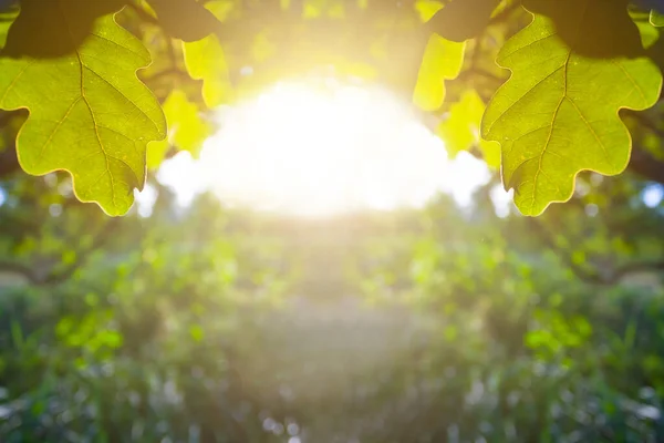 Closeup Κλαδί Βελανιδιάς Υπό Φως Του Ήλιου Βράδυ Καλοκαίρι Δάσος — Φωτογραφία Αρχείου