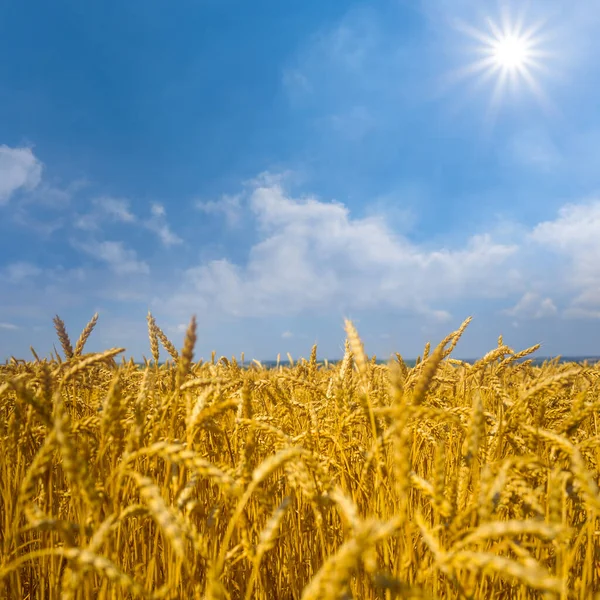 Sommerweizenfeld Unter Glitzernder Sonne Landwirtschaftlicher Hintergrund Sommer — Stockfoto