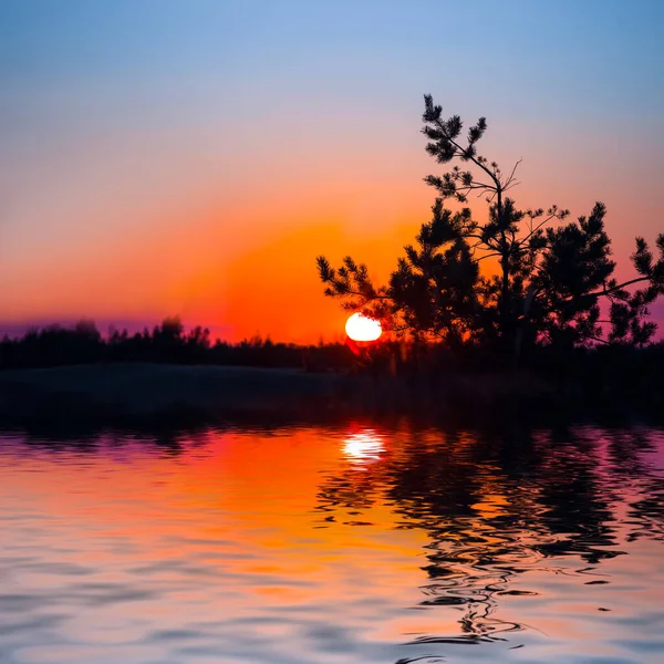 Silueta Pino Reflejada Lago Atardecer Dramático Fondo Natural Noche —  Fotos de Stock