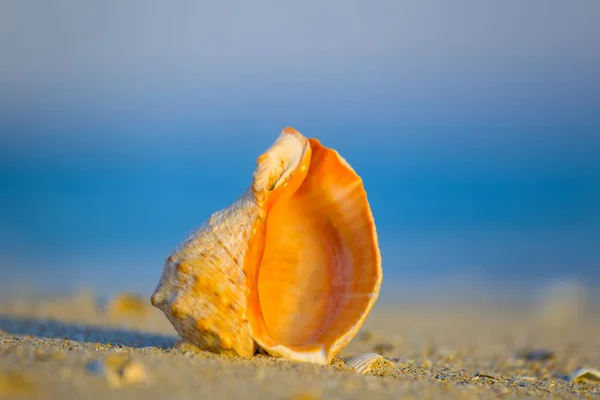 Primo Piano Conchiglia Marina Sulla Spiaggia Sabbiosa Del Mare — Foto Stock