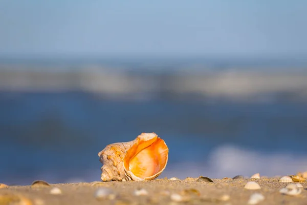 Närbild Hög Med Marina Skal Sandstrand Sommar Tropisk Bakgrund — Stockfoto