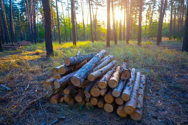 Heap Pine Tree Log Lie Forest Glade Sunset Deforestration Lumber — Stock Photo, Image