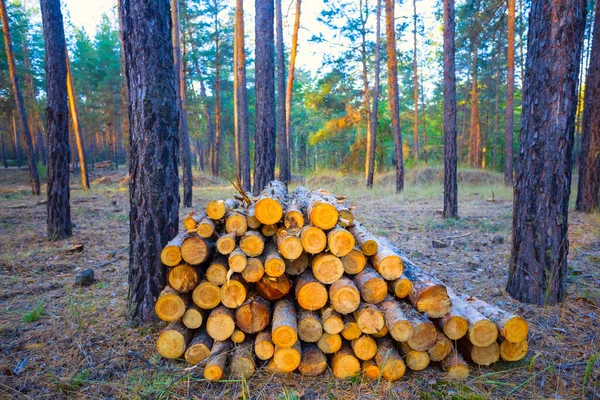 Heap Pine Tree Log Lie Forest Deforestration Lumber Industrial Scene — Stock Photo, Image