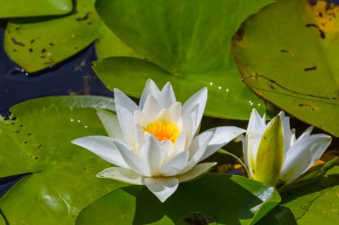 Gölde beyaz su zambağı, yaz suyu flora arka planı