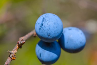 Yakın çekim olgunlaşmış dikenli çalılar böğürtlenlerle dolu.