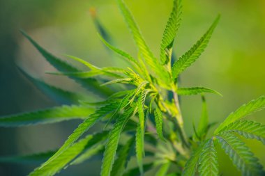Büyük Indica kanabis yaprakları vahşi doğada büyür.