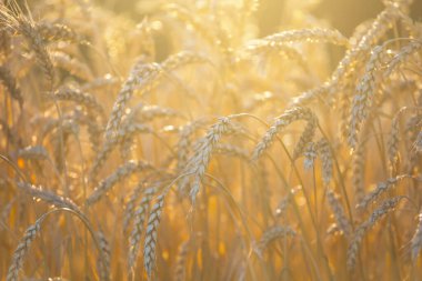 Güneş ışığında altın buğday tarlasını kapatın, tarımsal arka plan