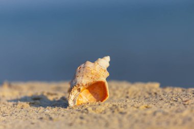 Kumlu deniz sahilinde deniz kabuğu, doğal deniz geçmişi.