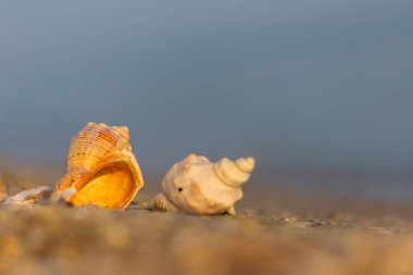 Kumlu deniz sahilinde deniz kabuğu, doğal deniz geçmişi.