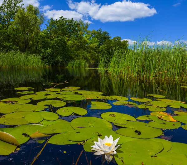 Fehér Víz Liliom Tavon Gyönyörű Nyár Természetes Jelenet — Stock Fotó