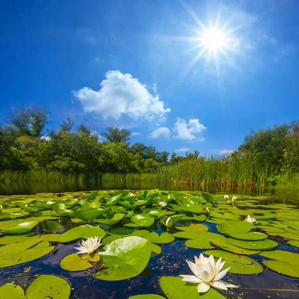 Weiße Seerose See Schöne Sommerliche Naturlandschaft — Stockfoto