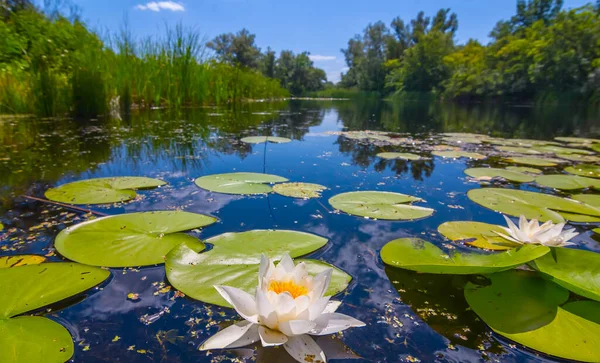 Gölde Beyaz Zambağı Güzel Yaz Doğal Manzarası — Stok fotoğraf