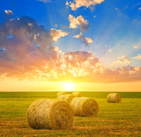 Sommerweizenfeld Nach Der Ernte Bei Sonnenuntergang Natürlicher Landwirtschaftlicher Hintergrund — Stockfoto