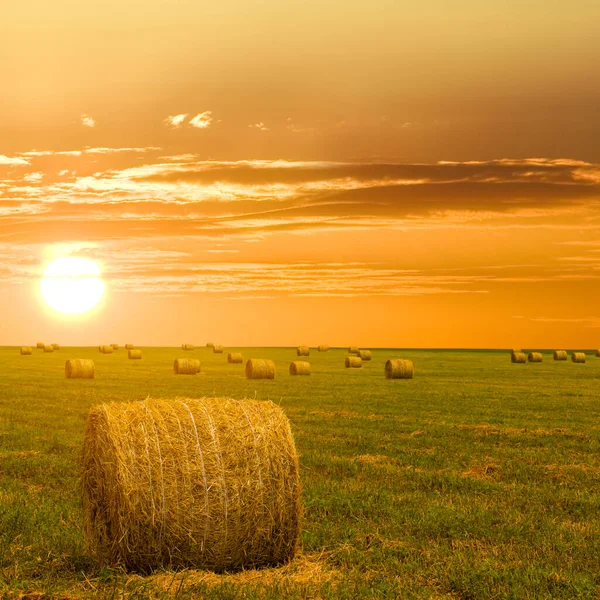 夏小麦田在落日收获后 自然农业背景 — 图库照片