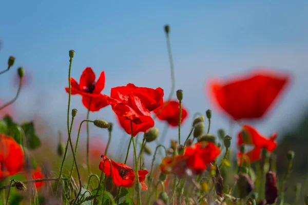 Närbild Röda Vallmo Blommor Grön Prärie — Stockfoto