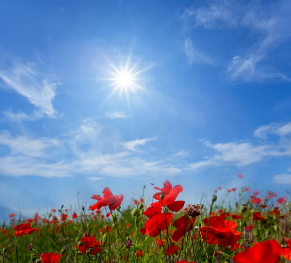 Closeup Red Poppy Flowers Green Prairie Sunny Day — Stock Photo, Image