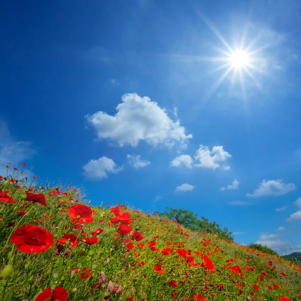 Red Poppy Flowers Green Grass Hill Slope Sunny Day — Stock Photo, Image