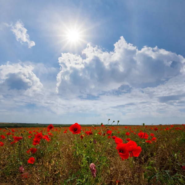 Closeup Red Poppy Flowers Green Prairie Sunny Day — Stock Photo, Image