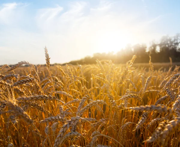 Campo Trigo Dorado Verano Atardecer Fondo Agrícola Natural —  Fotos de Stock