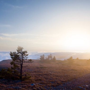 Gün batımında çam ormanlı dağ yaylası
