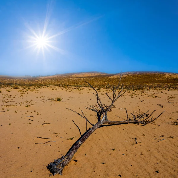 Droge Boomtak Liggen Zandwoestijn Onder Fonkelende Zon — Stockfoto