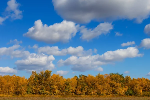 Autumn Red Dry Forest Blue Cloudy Sky Autumn Outdoor Forest — Stock Photo, Image