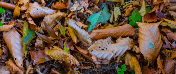 Röda Torra Blad Ligger Marken Vacker Naturlig Utomhus Höst Bakgrund — Stockfoto