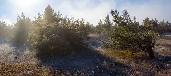 Fenyőerdő Ködben Napsütéses Napon — Stock Fotó