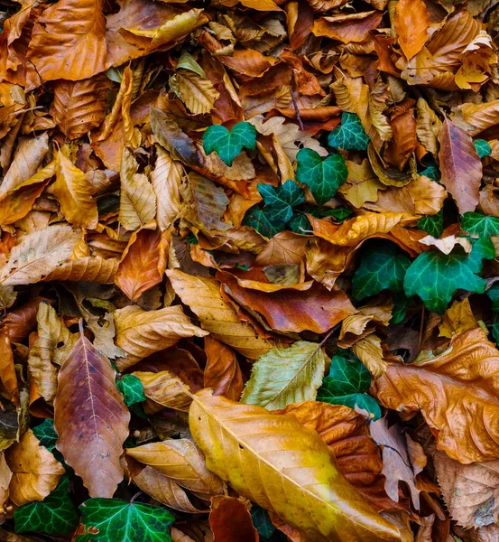 Červené Suché Listy Leží Zemi Pěkné Přírodní Venkovní Podzimní Pozadí — Stock fotografie