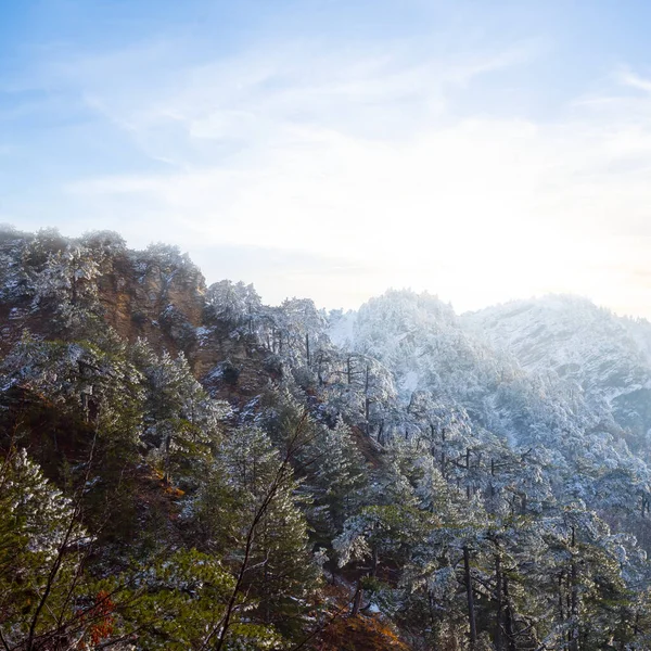 Kiefernwald Auf Einem Schneebedeckten Berghang — Stockfoto
