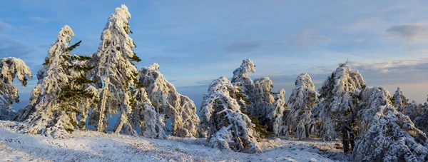 夕方になると雪に覆われた松林が — ストック写真