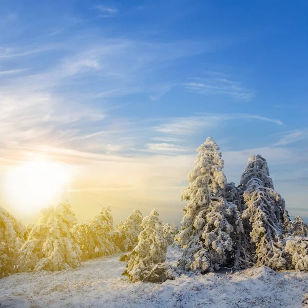 Bosque Pinos Nevados Atardecer Bosque Invierno Fondo Natural —  Fotos de Stock