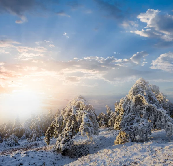 Besneeuwd Dennenbos Bij Zonsondergang Winterbos Natuurlijke Achtergrond — Stockfoto
