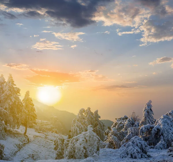 Besneeuwd Dennenbos Bij Zonsondergang Winterbos Natuurlijke Achtergrond — Stockfoto