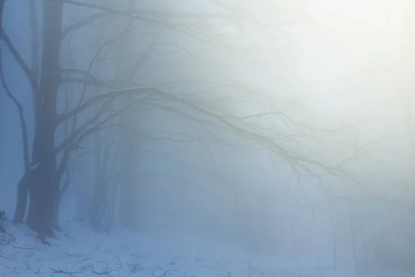 Mistig Winterbos Het Licht Van Bleke Zon — Stockfoto